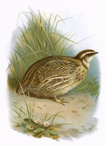 Quail